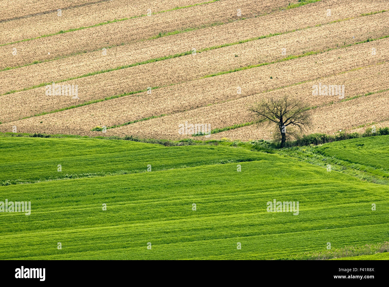 Albero solitario nel campo, Umbria, Italia, Europa Foto Stock