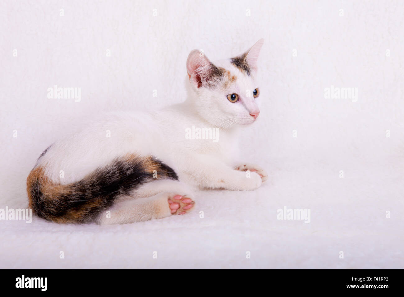Giovani cat, bianco con coda a strisce Foto Stock