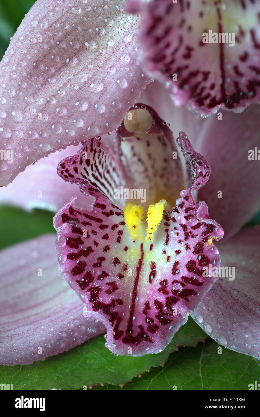 Orchidee come decorazione della tavola (Close-up) Foto Stock