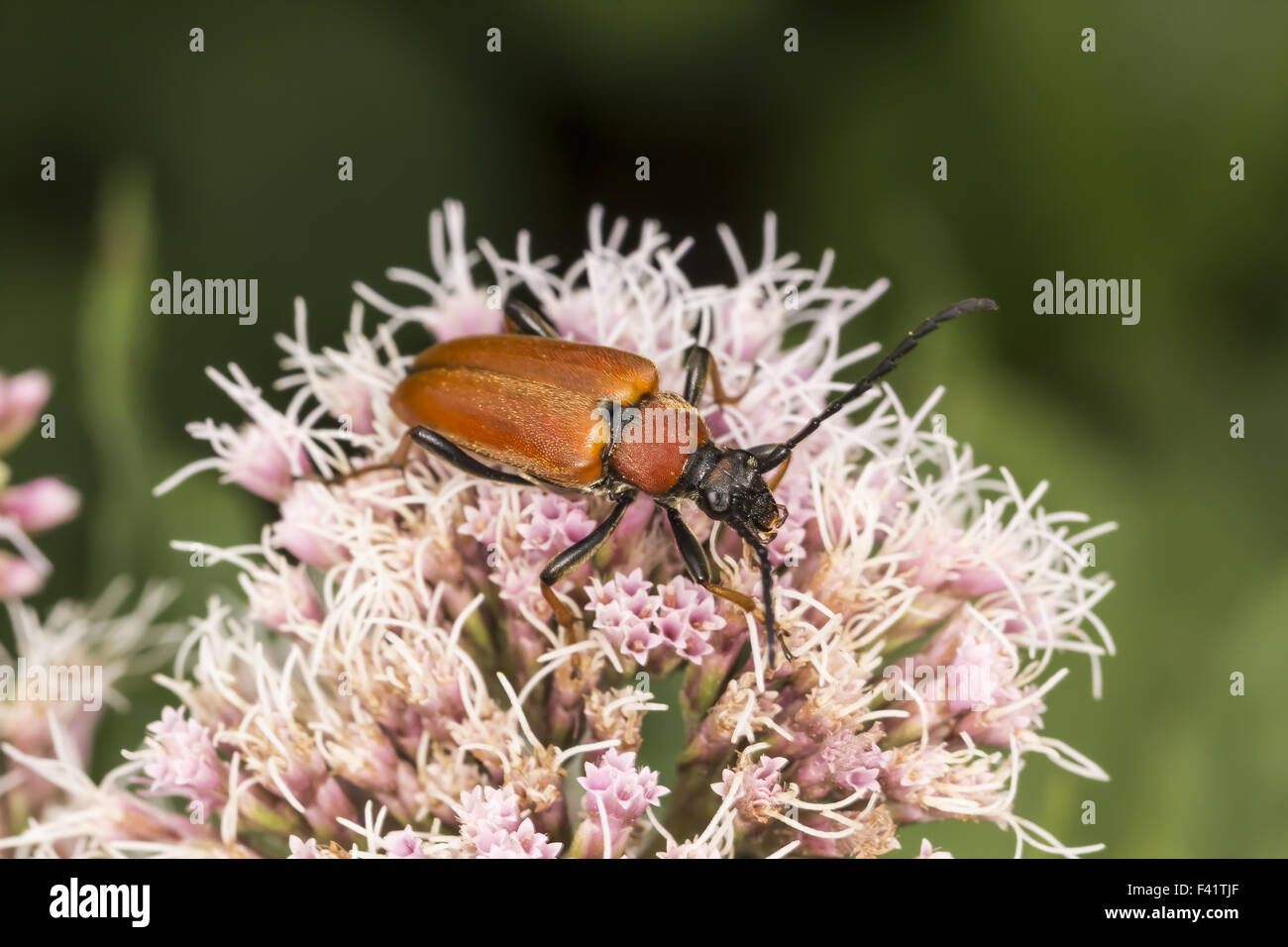 Leptura rubra, Longhorn beetle, Germania Foto Stock