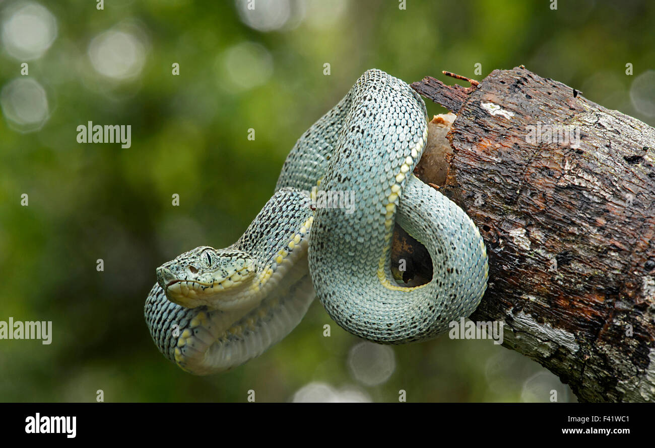 Due strisce di foresta pitviper, anche parrotsnake amazzonica o palm viper (Bothriopsis bilineata) prole, velenosi Foto Stock