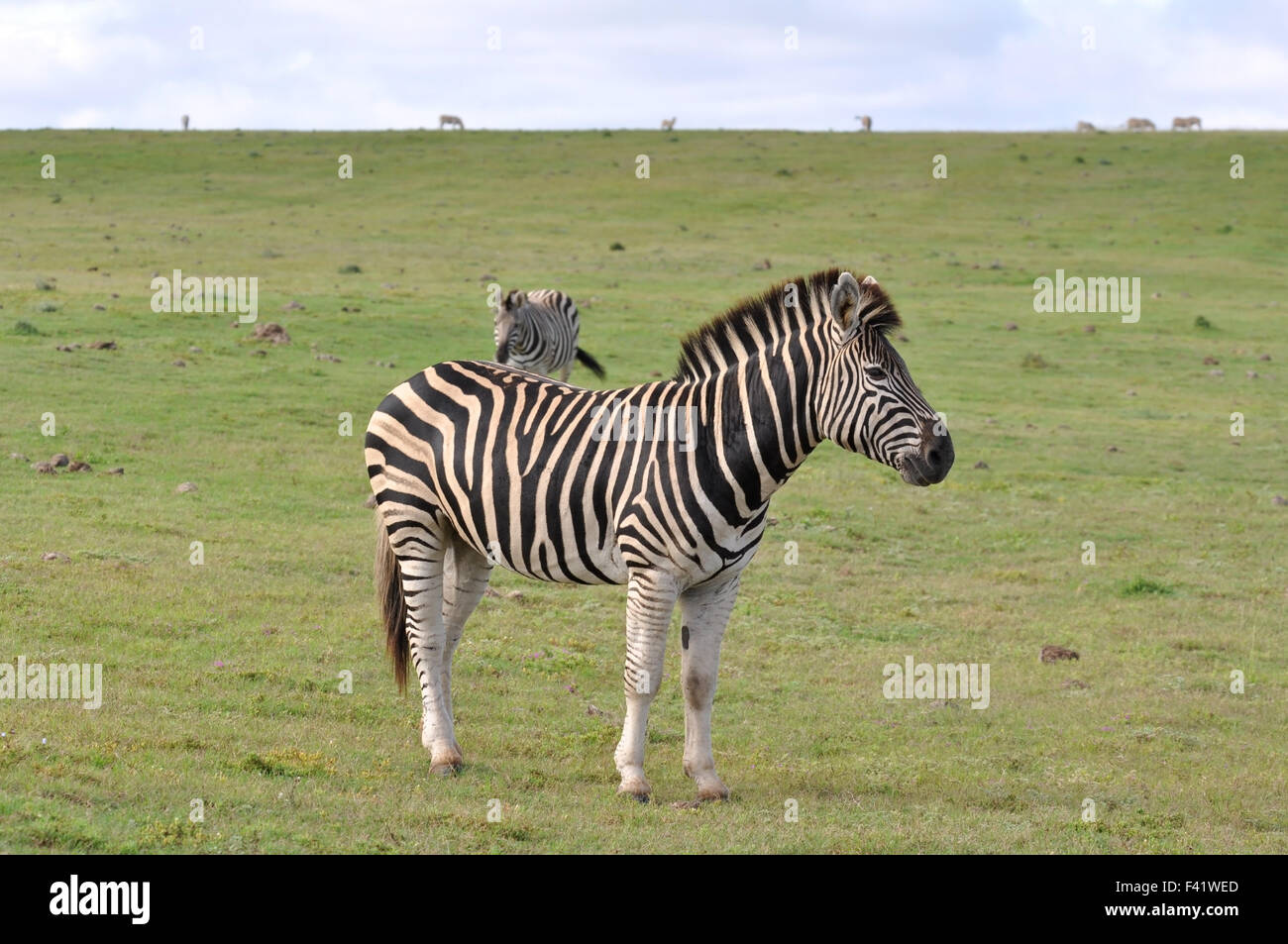 La Burchell Zebra in Africa Foto Stock