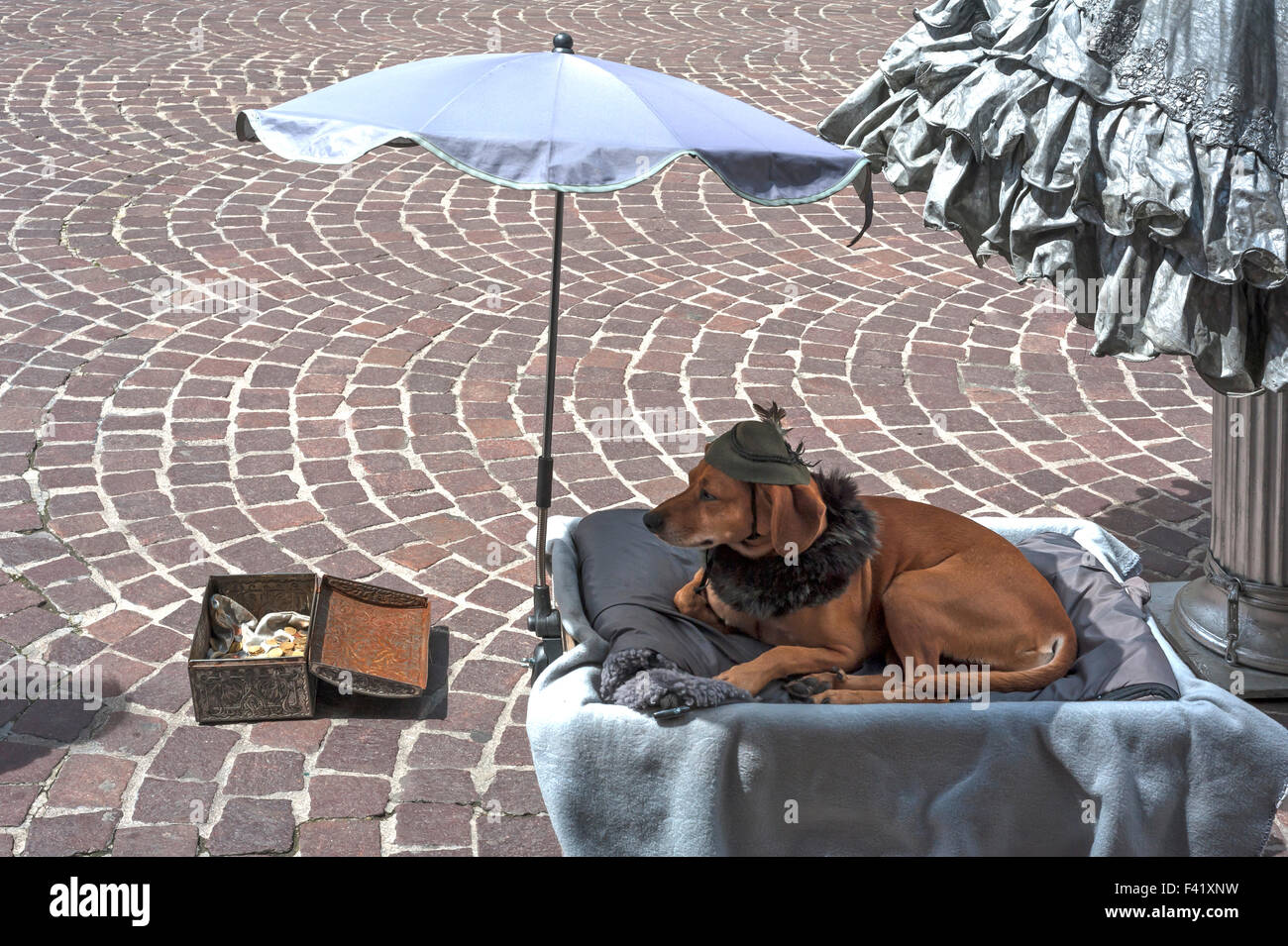 Bassotto indossando hat sulla coperta sotto ombrellone, artista di strada il cane, Innsbruck, in Tirolo Austria Foto Stock