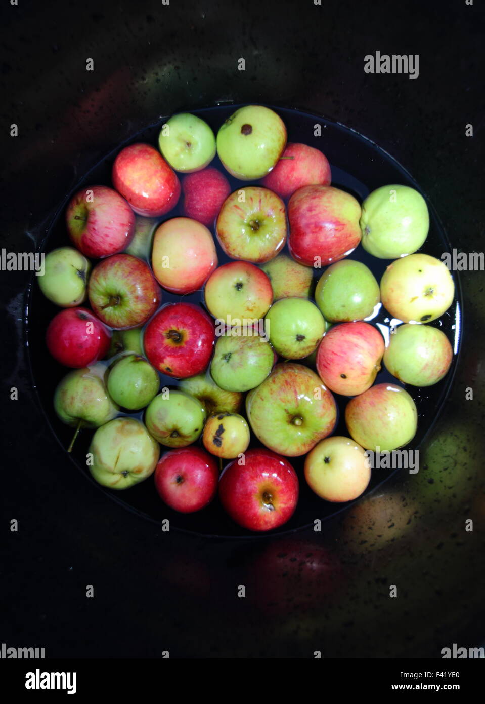 Appena raccolto le mele raccolte da un inglese di Orchard sono preparati per bobbing presso un Apple Day festival in Sheffield, England, Regno Unito - Ottobre 2015 Foto Stock