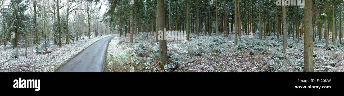 Panorama invernale del paesaggio forestale nelle Ardenne belghe Foto Stock