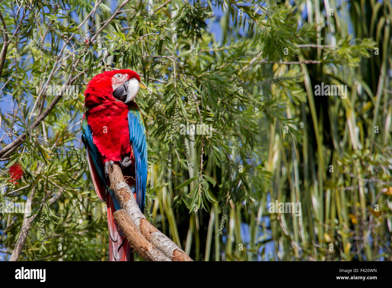 Il rosso e il blu macaw pappagallo seduto su un ramo di un albero. Foto Stock