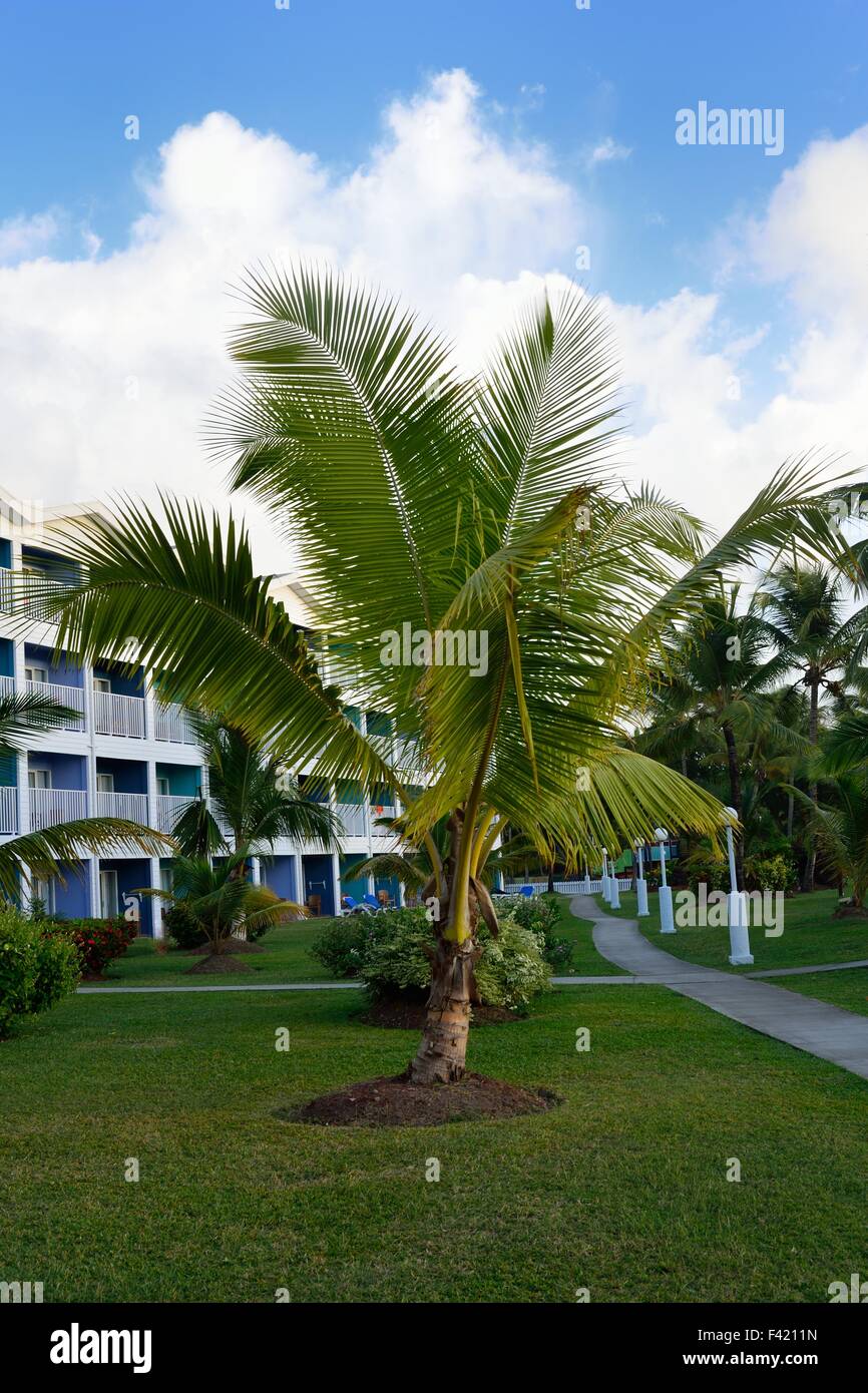 Palm tree sul davanti dell'hotel Foto Stock