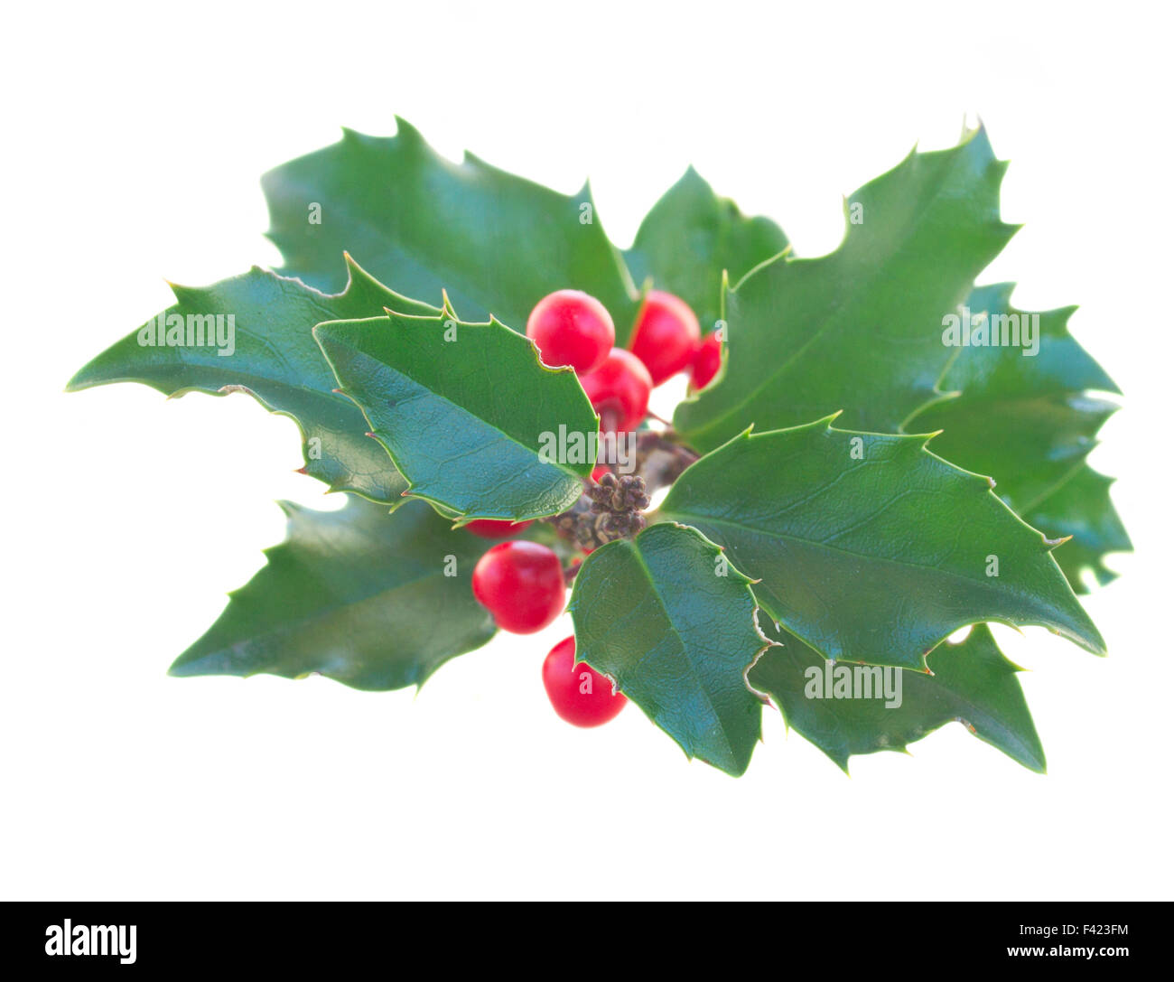 Filiale dell'agrifoglio Foto Stock