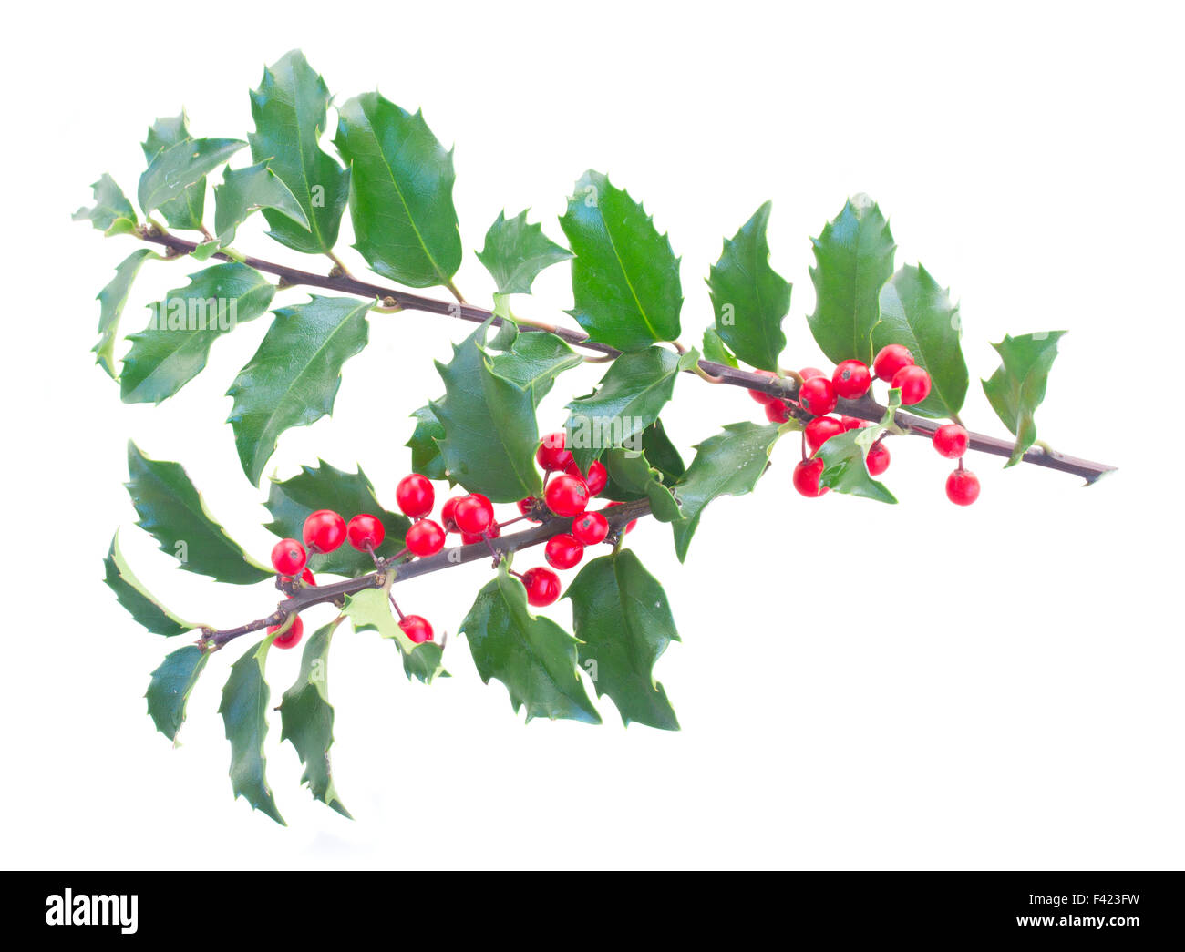 Filiale dell'agrifoglio Foto Stock