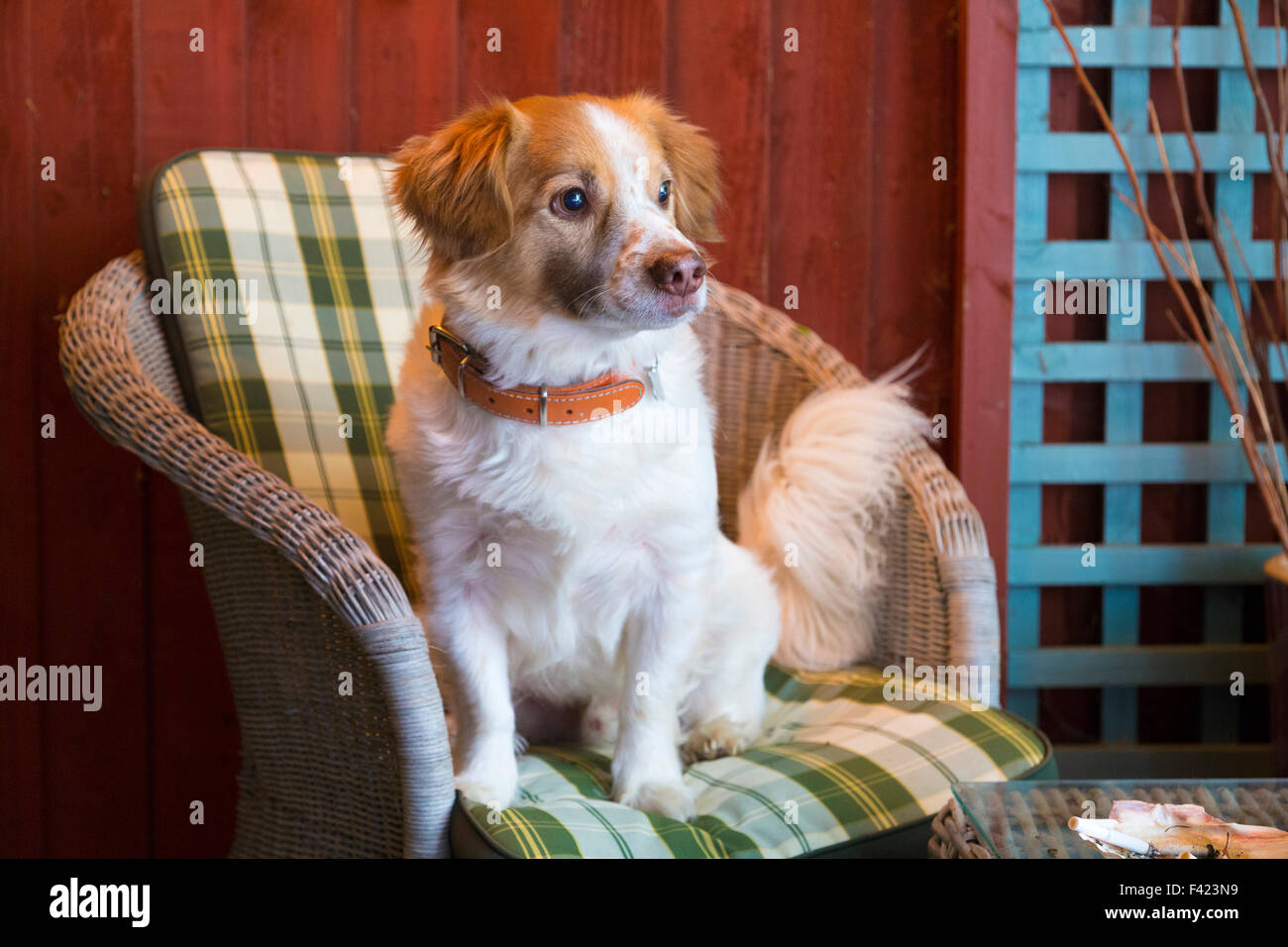 Incroci spaniel / golden retriever cane seduto su una sedia Foto Stock