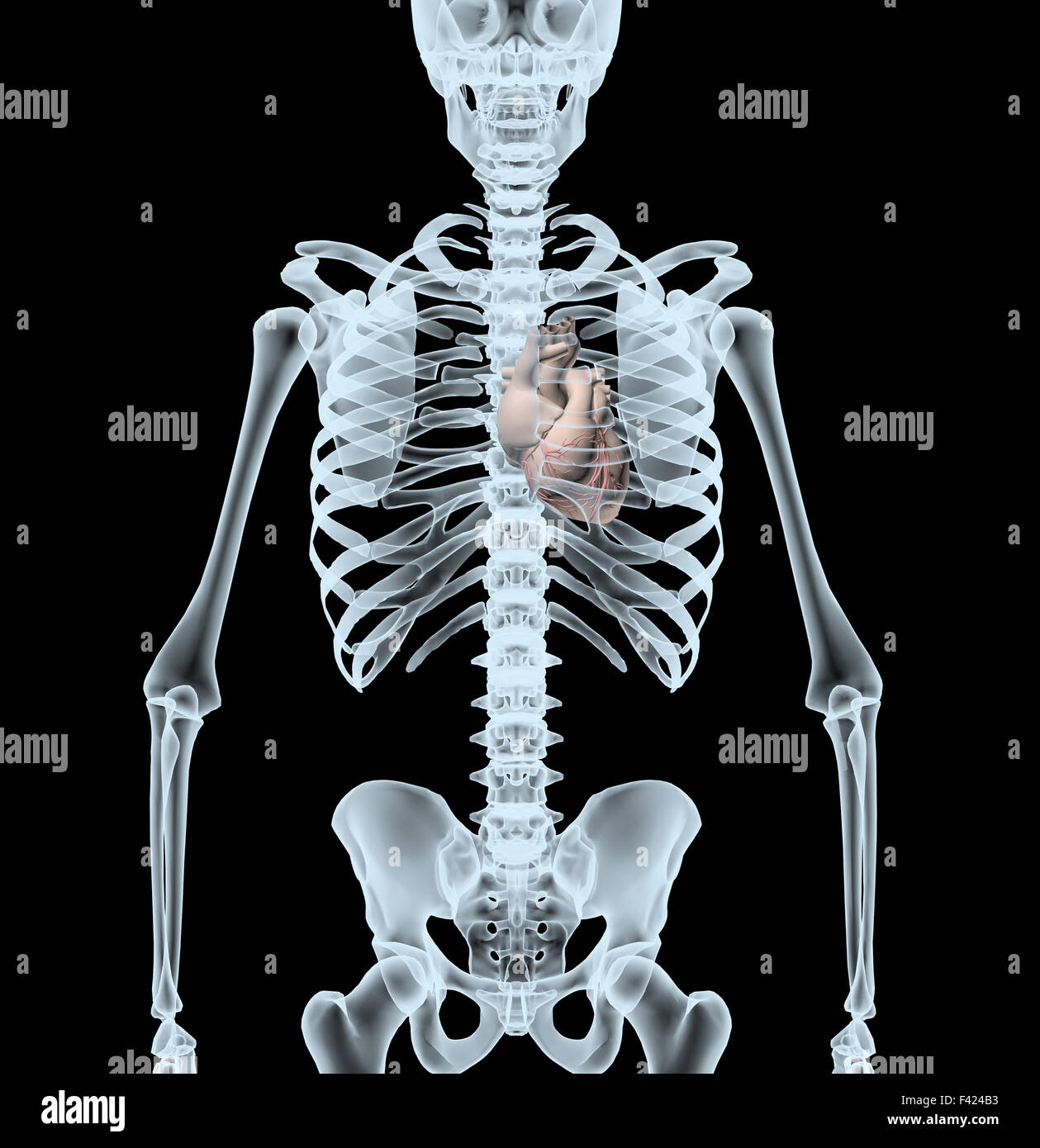 Lo scheletro di raggi X la visualizzazione di cuore isolato 3d immagine su sfondo nero Foto Stock