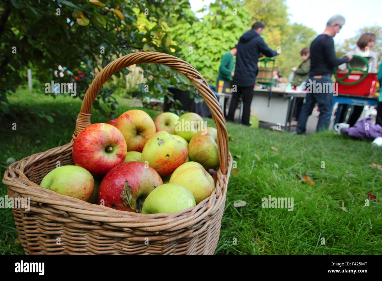 Un cesto pieno di appena raccolte le mele in Inglese a una comunità apple day celebrazione con apple premendo (nella foto) su una luminosa giornata autunnale,UK Foto Stock