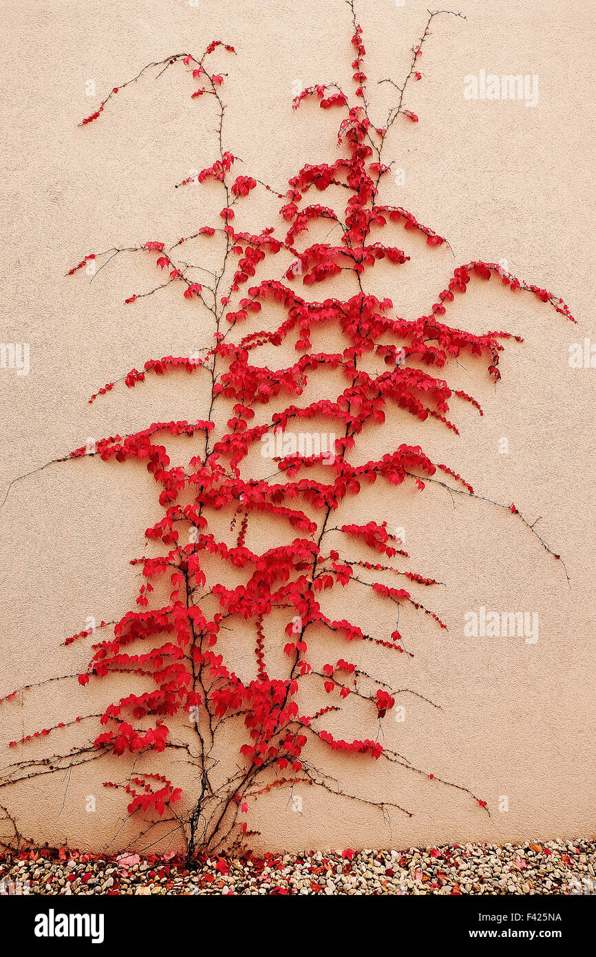 Impianto colorati su un quasi muro bianco Foto Stock