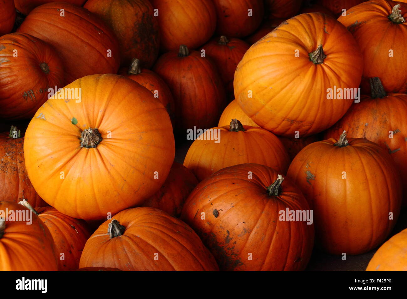 Raccolta zucche memorizzati in un fienile in una fattoria in inglese in preparazione per la festa di Halloween di vendite e celebrazioni in autunno (ottobre), Regno Unito Foto Stock