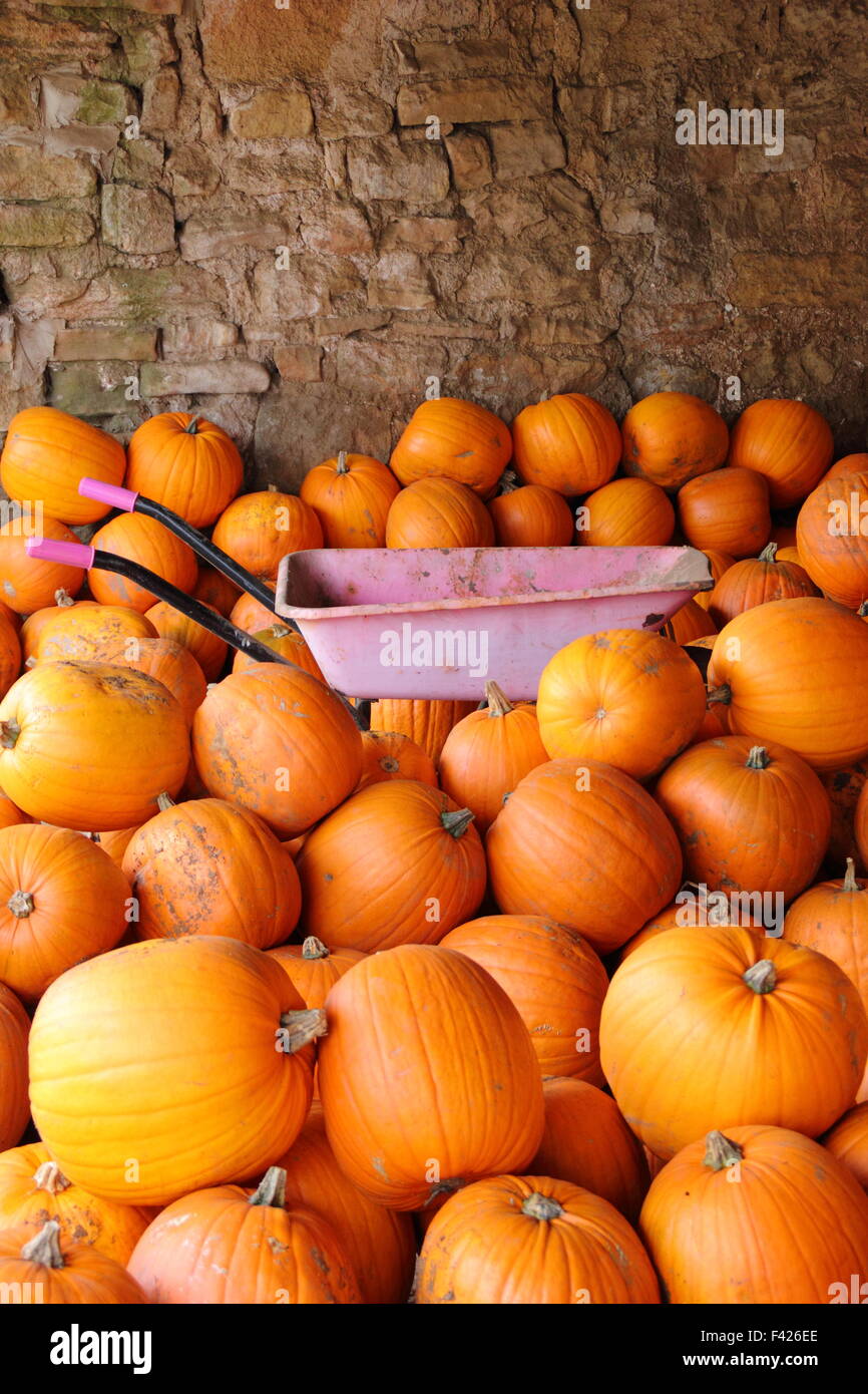 Appena raccolto zucche memorizzati in un inglese farm barn nella prontezza Halloween vendite e celebrazioni, UK Ottobre Foto Stock