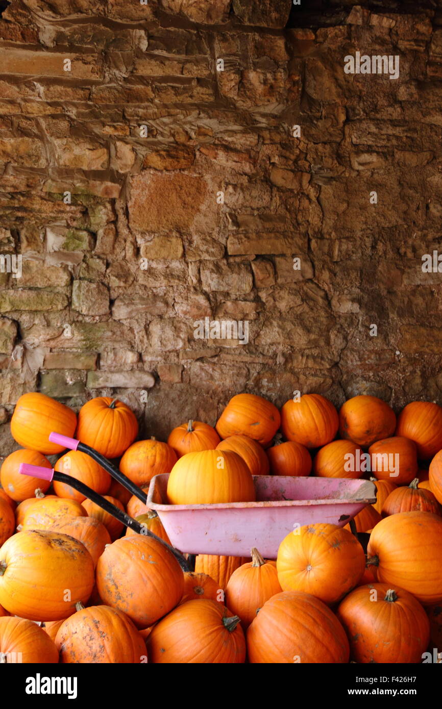 Appena raccolto zucche memorizzati in un fienile in una fattoria in inglese in preparazione per la festa di Halloween di vendite e celebrazioni in autunno (ottobre), Regno Unito Foto Stock