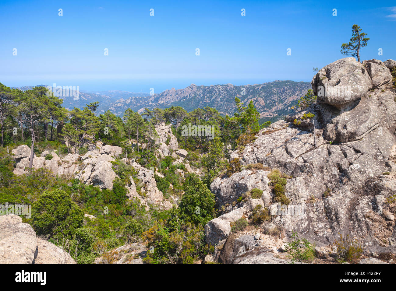 Selvaggio paesaggio di montagna con piccoli alberi di pino che cresce su rocce. Il sud della Corsica, Francia Foto Stock
