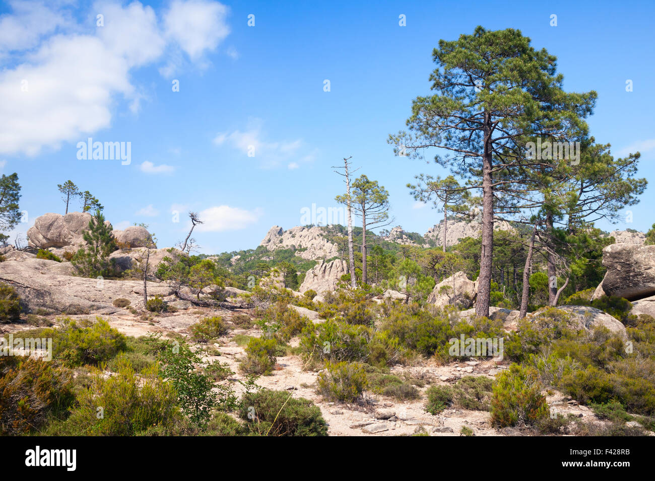 Wild montagna paesaggio con alberi di pino. La parte sud della Corsica, Francia Foto Stock