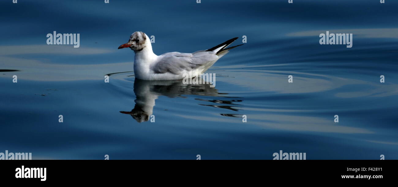 Testa nera gabbiano sullo specchio come l'acqua. Chroicocephalus ridibundus piumaggio invernale Foto Stock