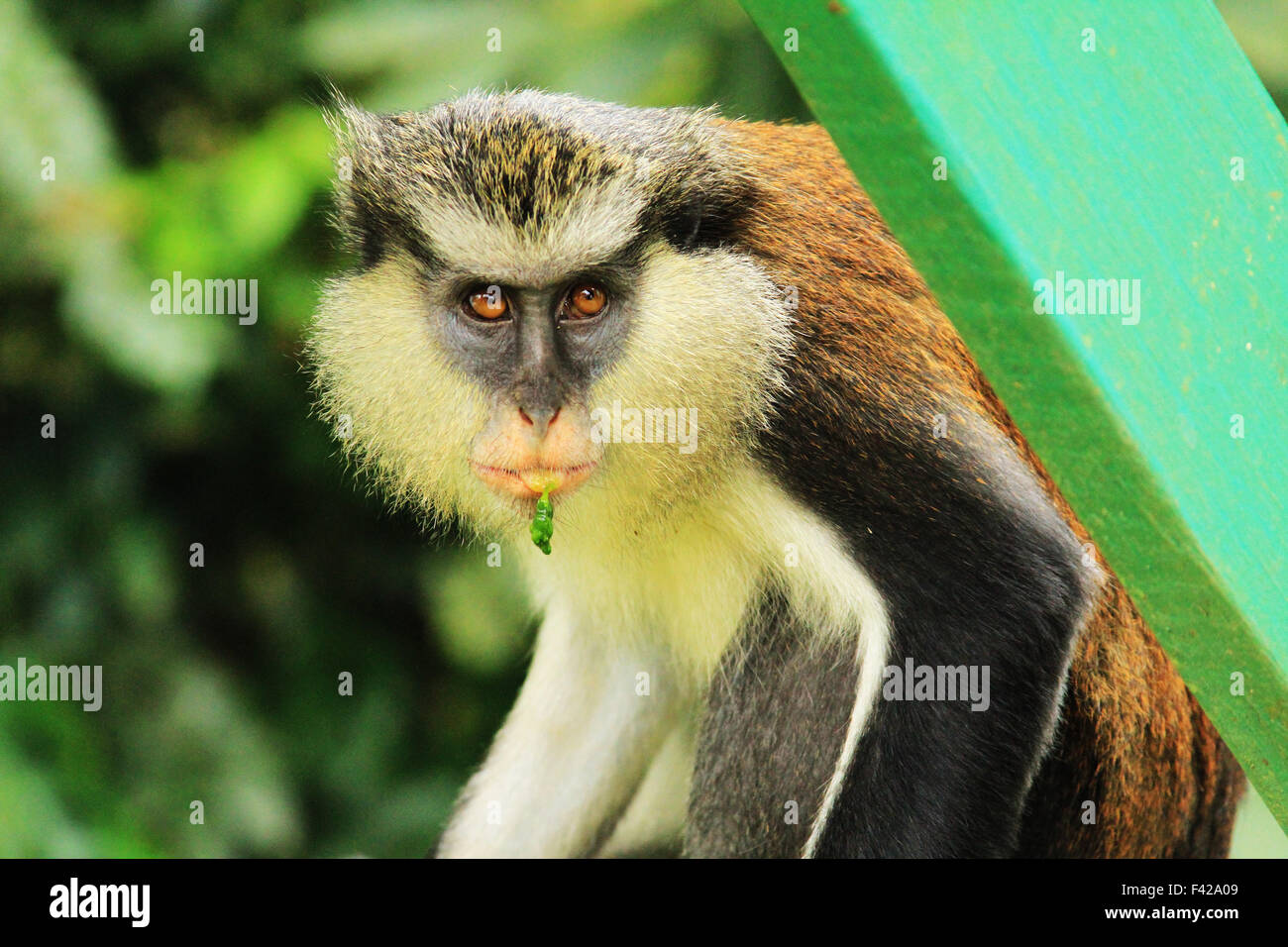 Mona scimmia nella Grand Etang riserva forestale in Grenada Foto Stock