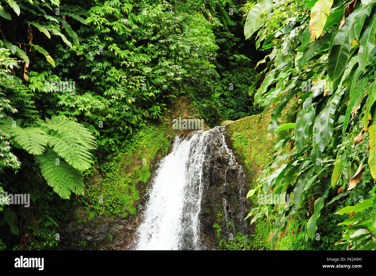 Sette sorelle la cascata nel Parco nazionale Grand Etang, St George, Grenada Foto Stock