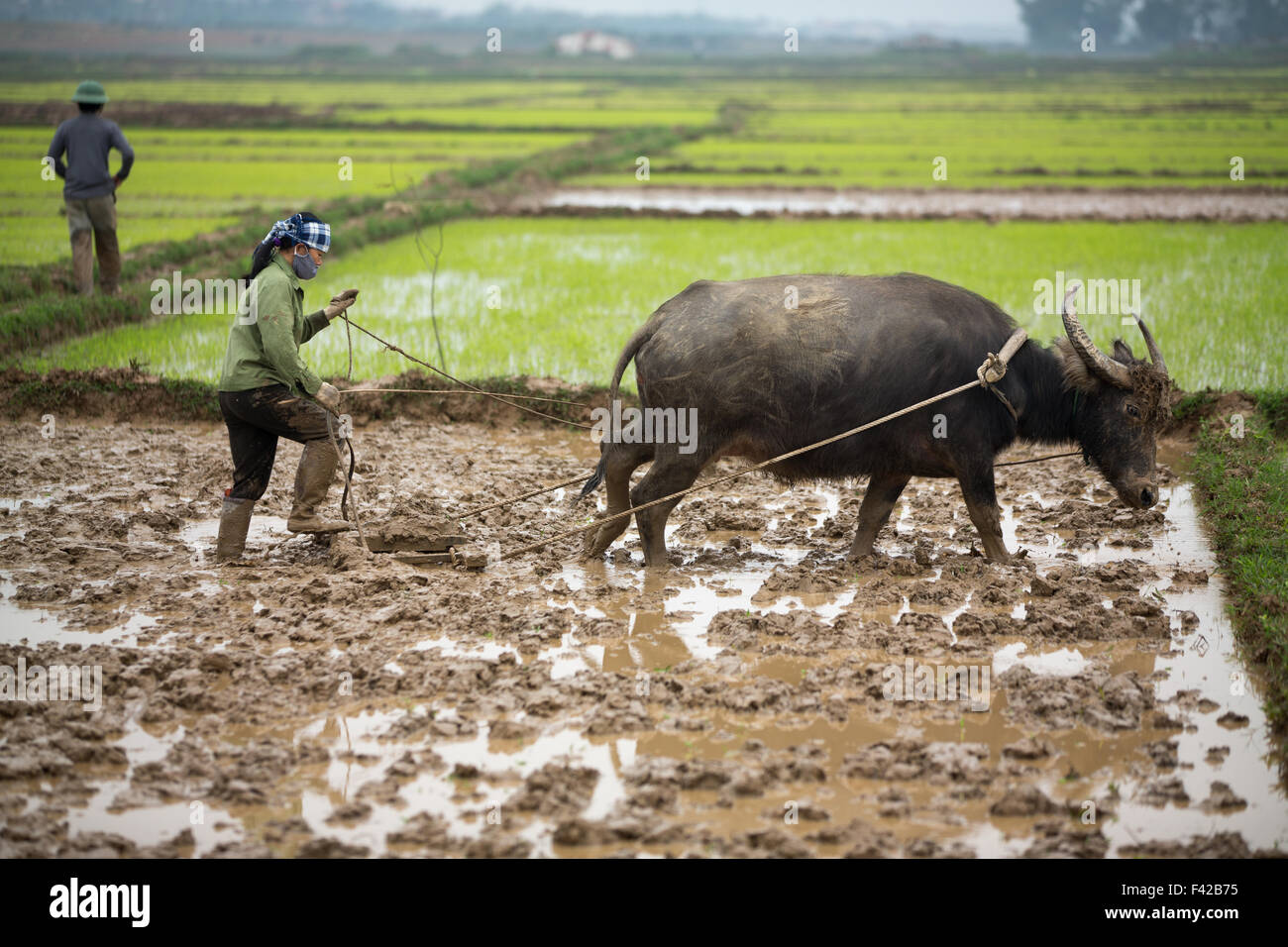 Una donna di aratura di risone nr Phong Nha, Quảng Bình Provincia, Vietnam Foto Stock