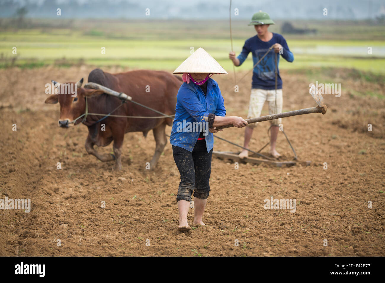 Un uomo e una donna aratura di risone nr Phong Nha, Quảng Bình Provincia, Vietnam Foto Stock