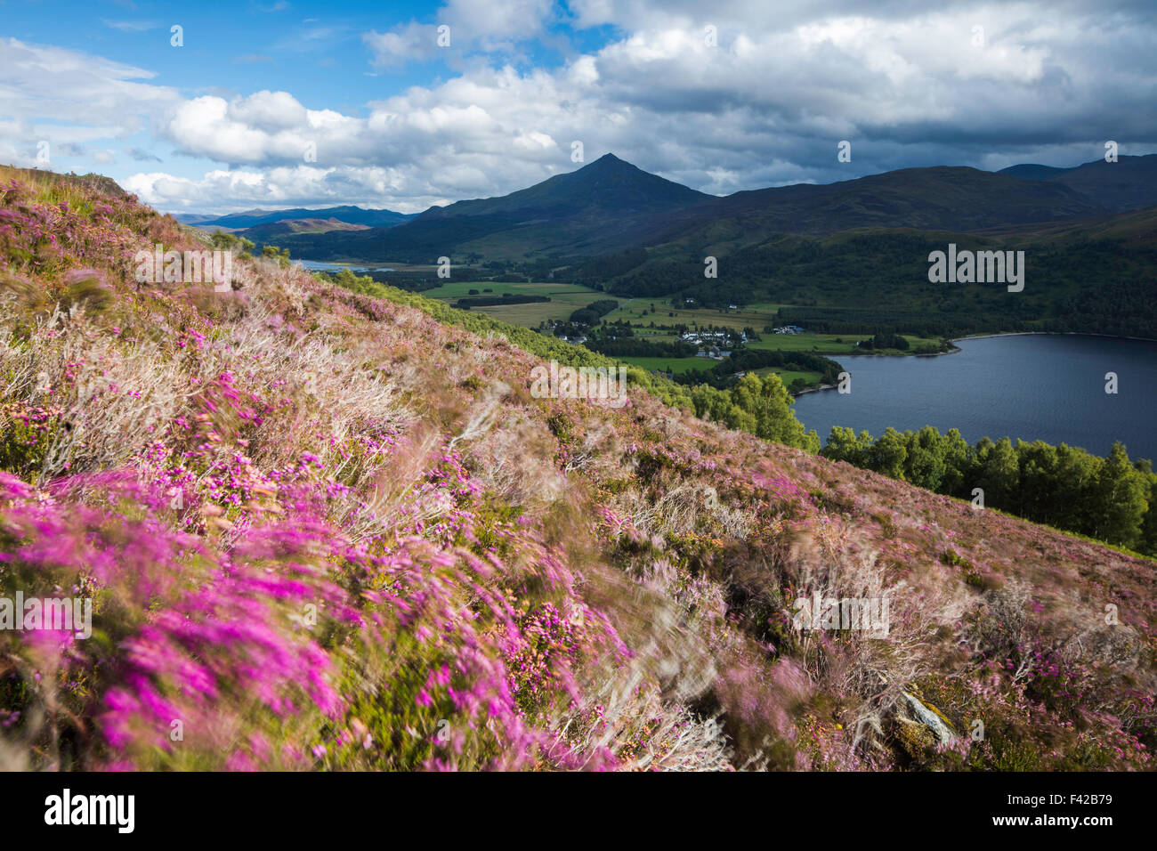 Heather sulla collina sopra Loch Rannoch con Schiehallion oltre, Perth & Kinross, Scotland, Regno Unito Foto Stock