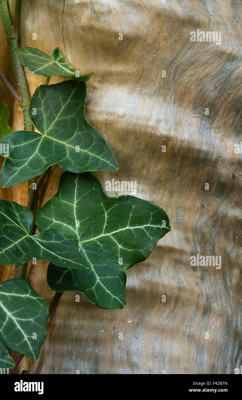 Edera (close-up), Milborne stoppino, Somerset, Inghilterra, Regno Unito Foto Stock