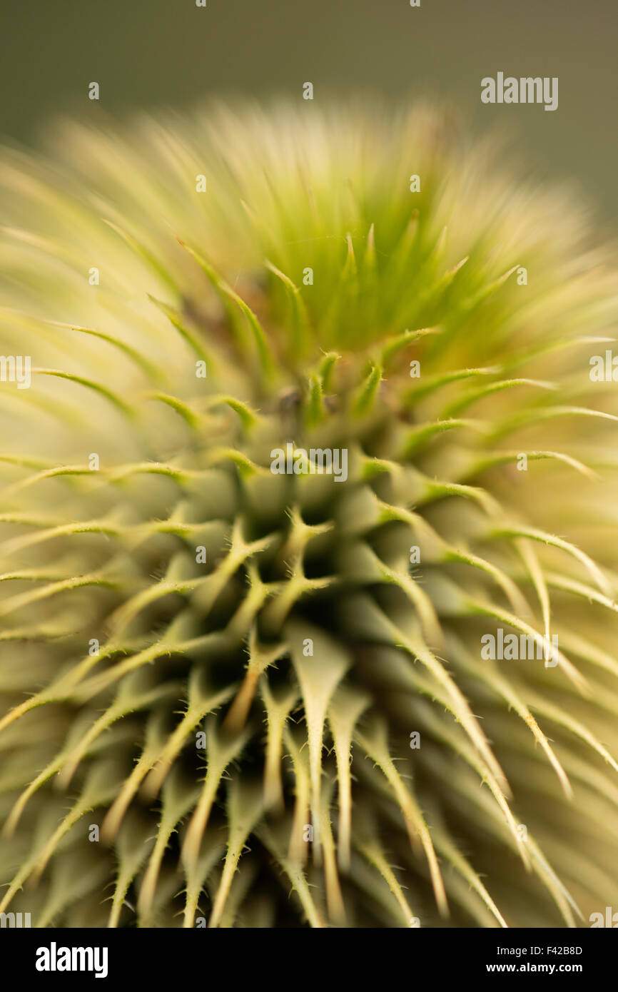 Teasel (close-up), Milborne stoppino, Somerset, Inghilterra, Regno Unito Foto Stock