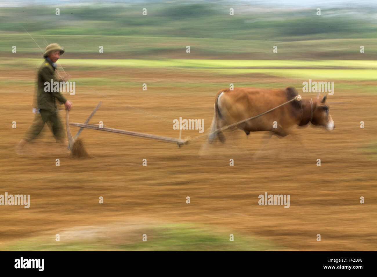 Un uomo di aratura di risone nr Phong Nha, Quảng Bình Provincia, Vietnam Foto Stock