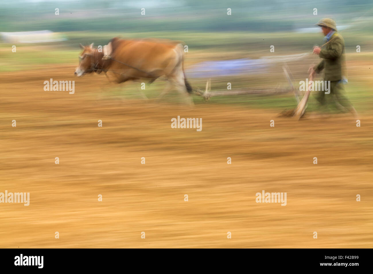 Una donna di aratura di risone nr Phong Nha, Quảng Bình Provincia, Vietnam Foto Stock