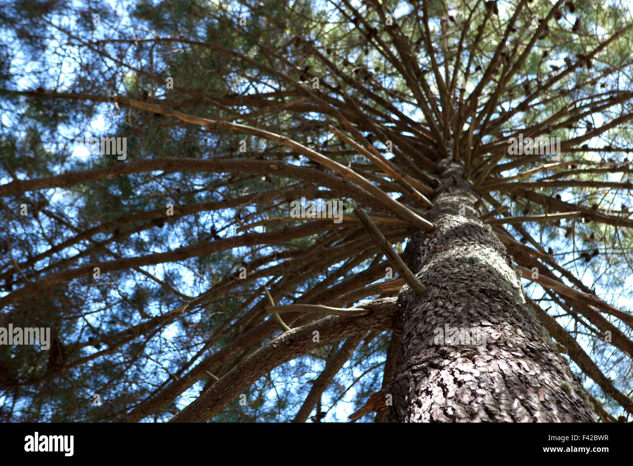 Basso angolo vista del maestoso pino a Sierra de Nieves, Malaga Foto Stock
