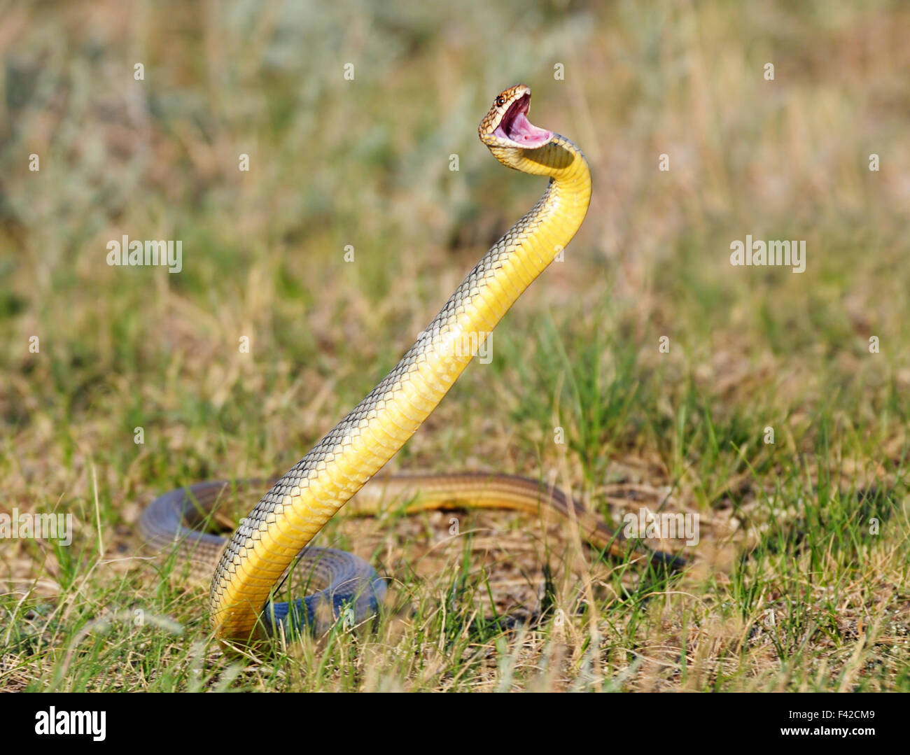Salto della Caspian frusta snake Foto Stock