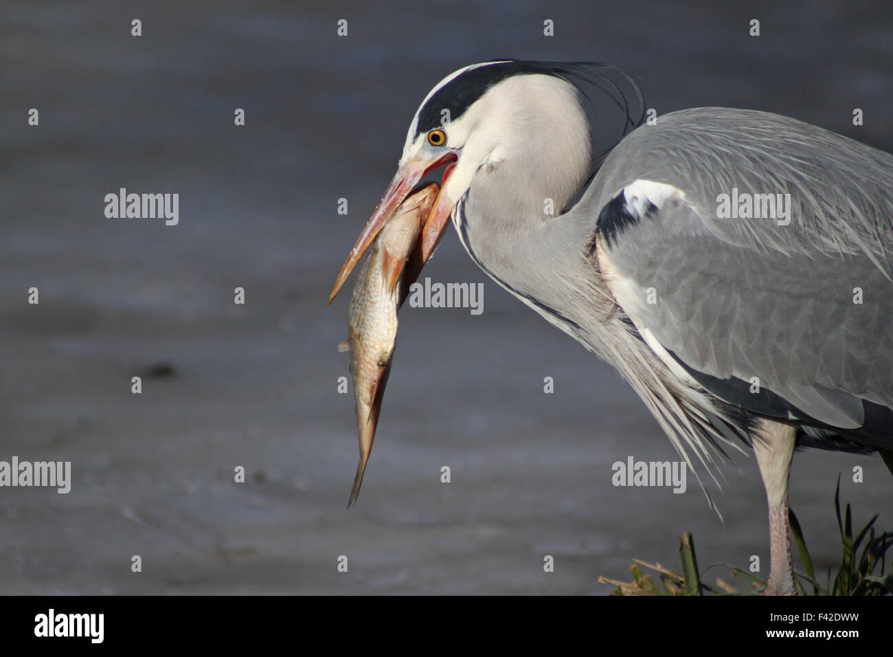 Airone cenerino mangiare un pesce Foto Stock