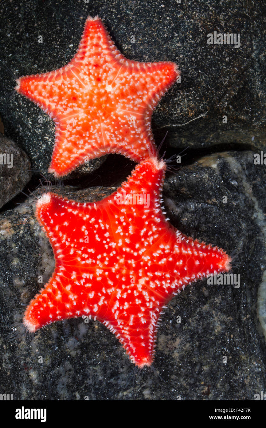 Red Stella cuscino, Kurzarmiger Kissenstern, Kurzarmiger Seestern, Karminroter Kissenstern, Seestern, Porania pulvillus Foto Stock