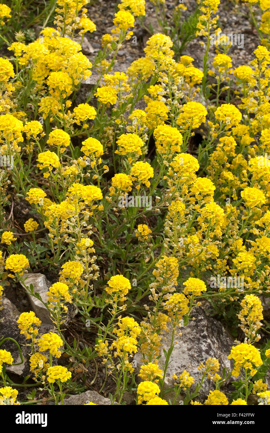 Creeping Madwort, Kriechendes Steinkraut, Kriechende Steinkresse, Berg-Steinkraut, Alyssum repens, Alyssum transsylvanicum Foto Stock