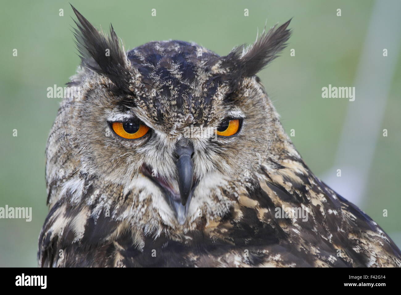 Gufo di Aquila Foto Stock