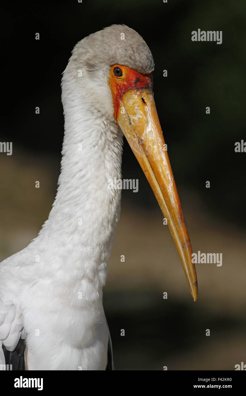 Giallo-fatturati stork Foto Stock