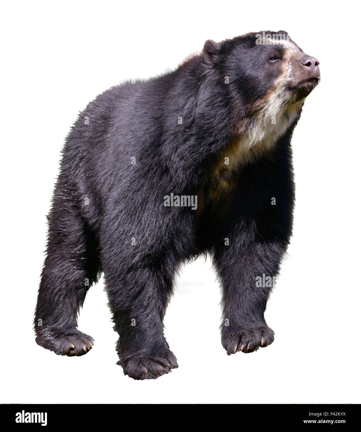 Isolato orso andino Foto Stock