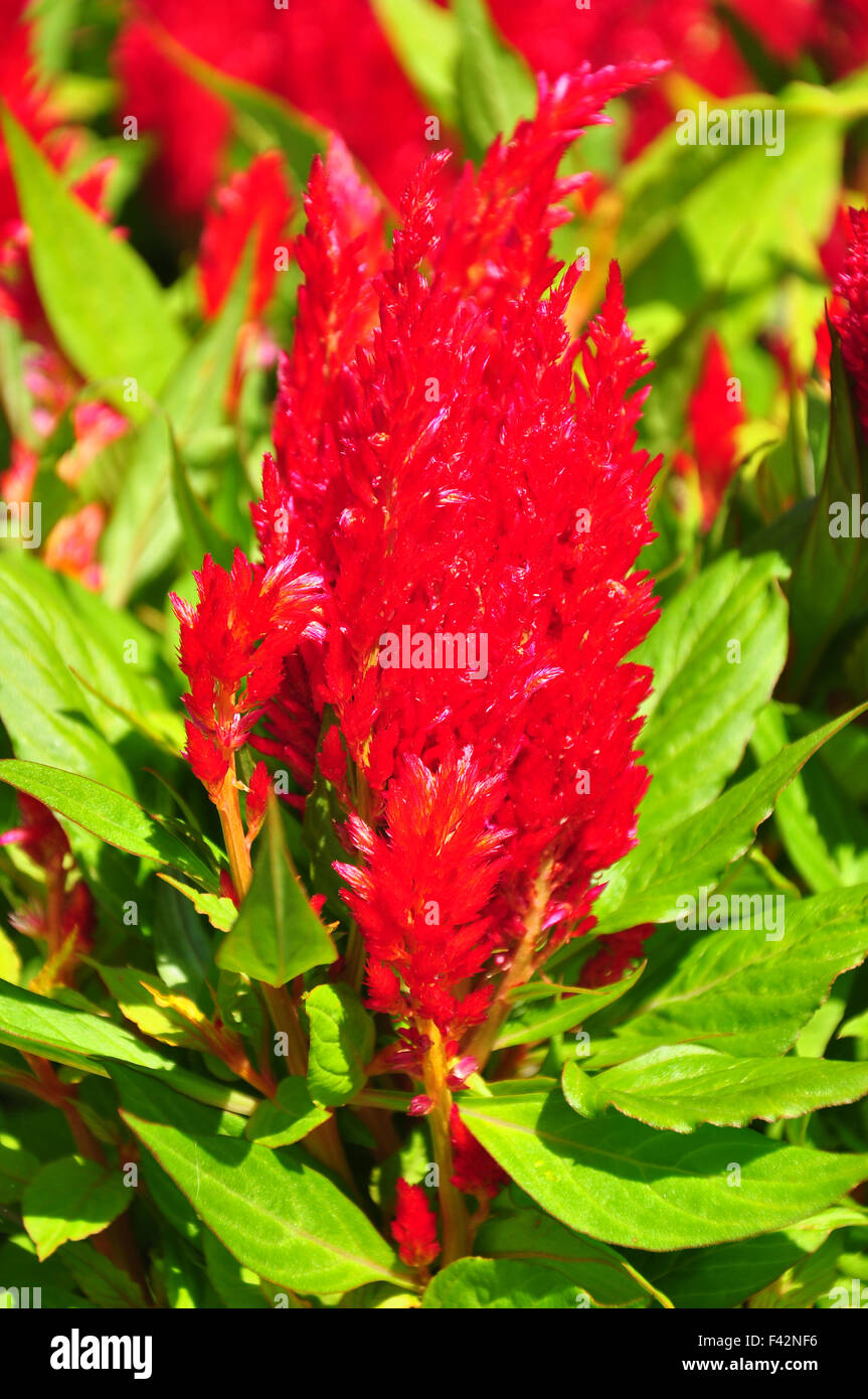 Piumati cresta di gallo (Celosia argentea) Foto Stock