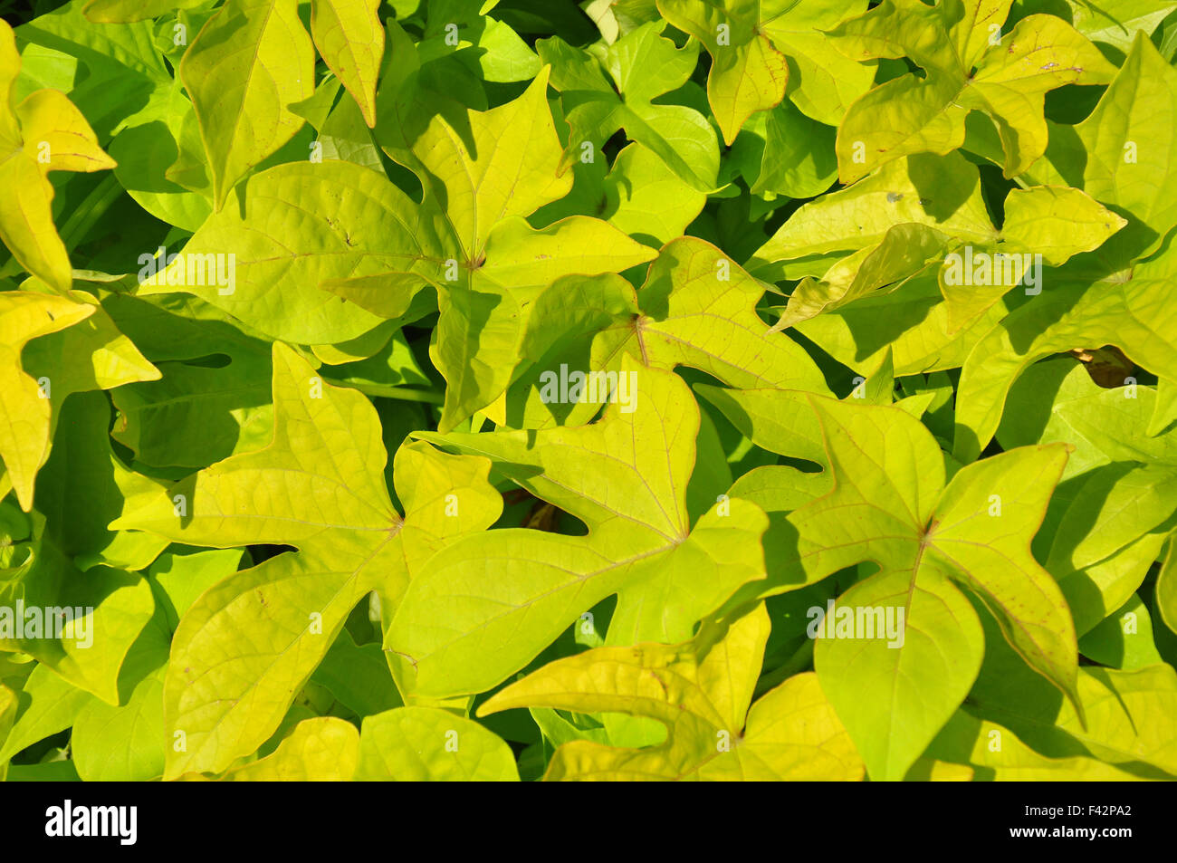 La patata dolce (Ipomoea batatas) Foto Stock