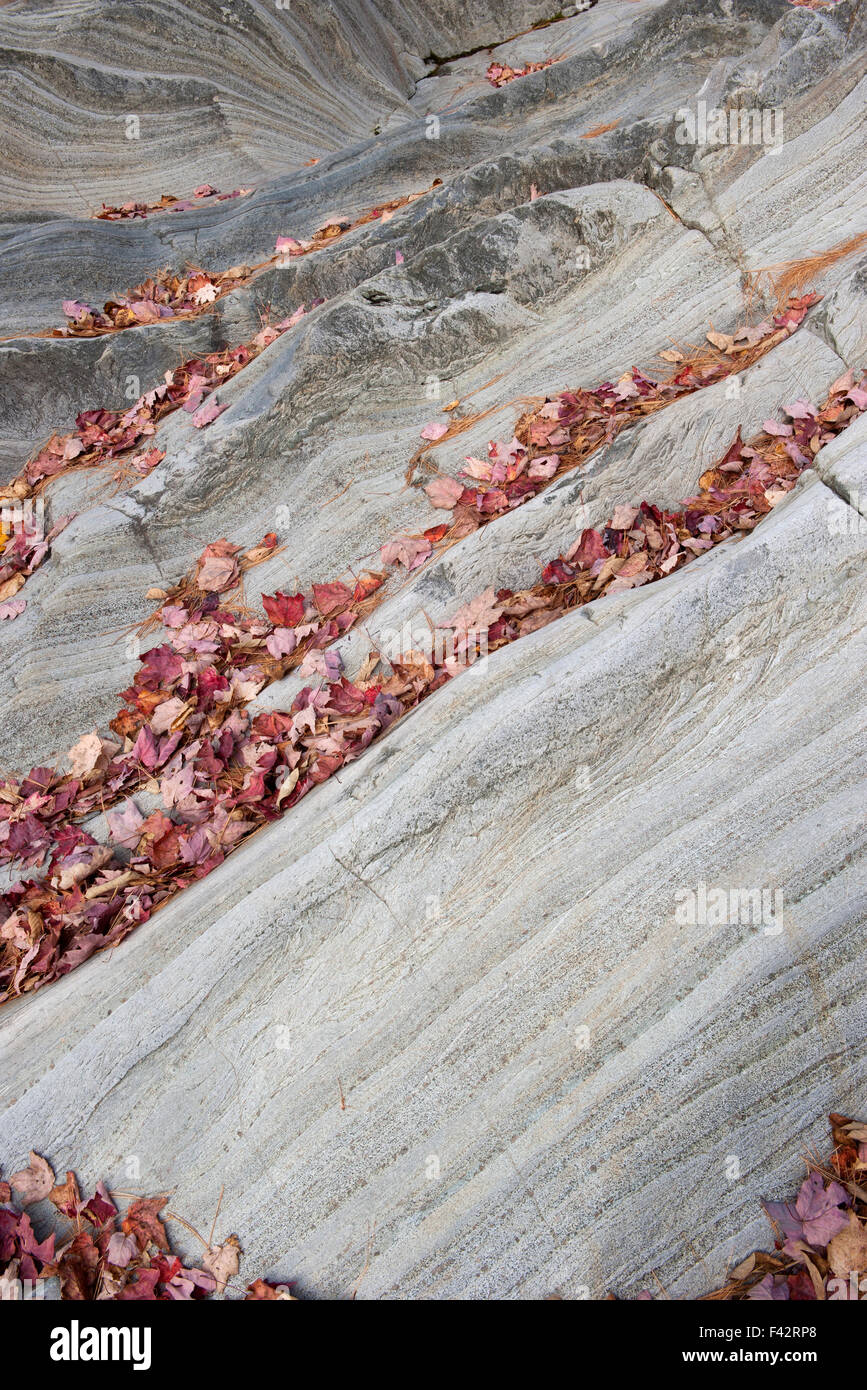 Foglie cadute a strisce sulla formazione di roccia Foto Stock