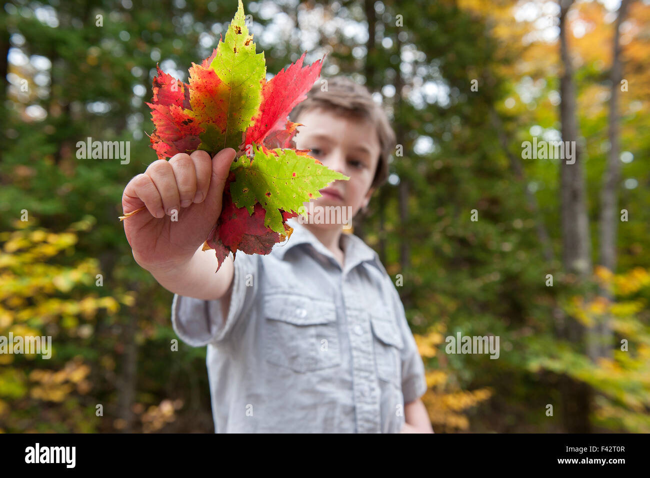 Ragazzo tenendo fuori manciata di colorate Foglie di autunno Foto Stock