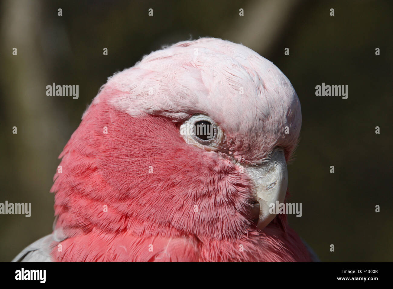 Rose-breasted Cockatoo Foto Stock