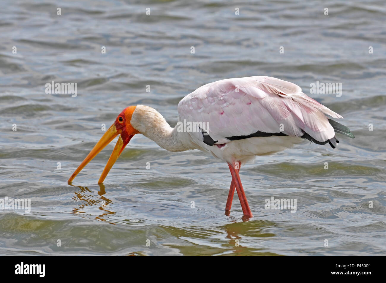 Giallo fatturati Stork Foto Stock