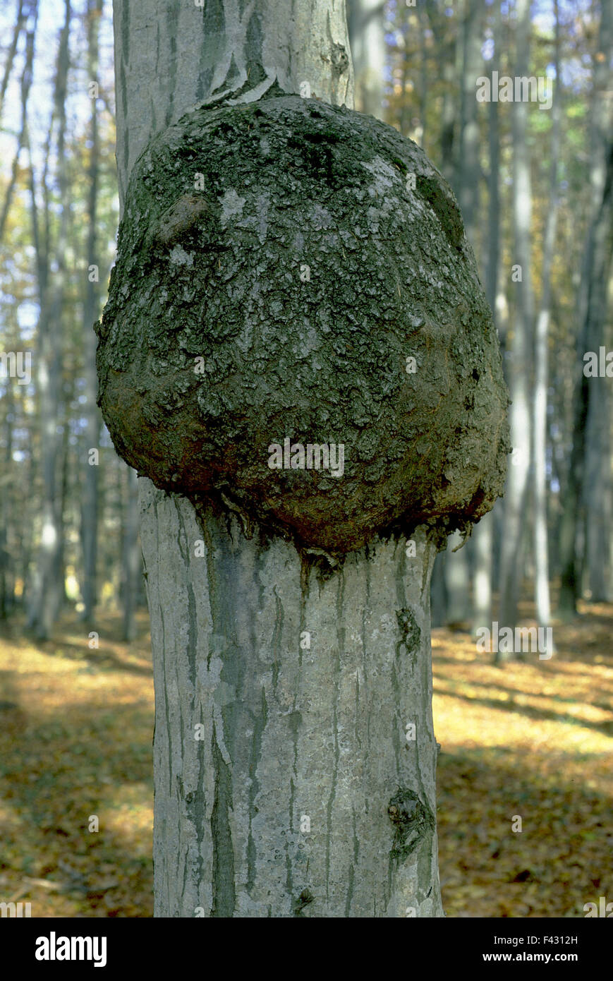 Tree cancro; carpino bianco; Foto Stock