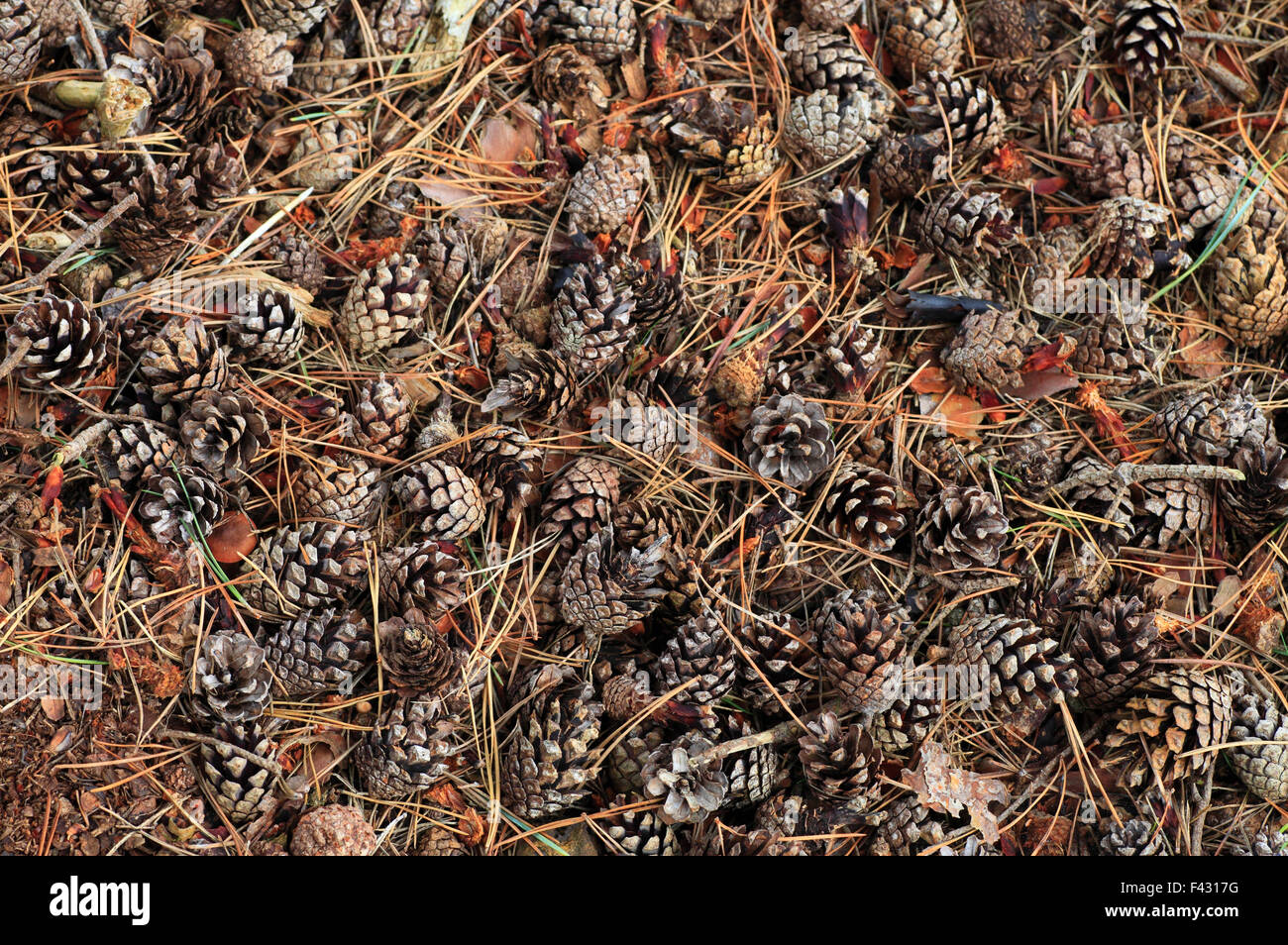 Pigne e aghi sul pavimento del Bosco in autunno. Foto Stock