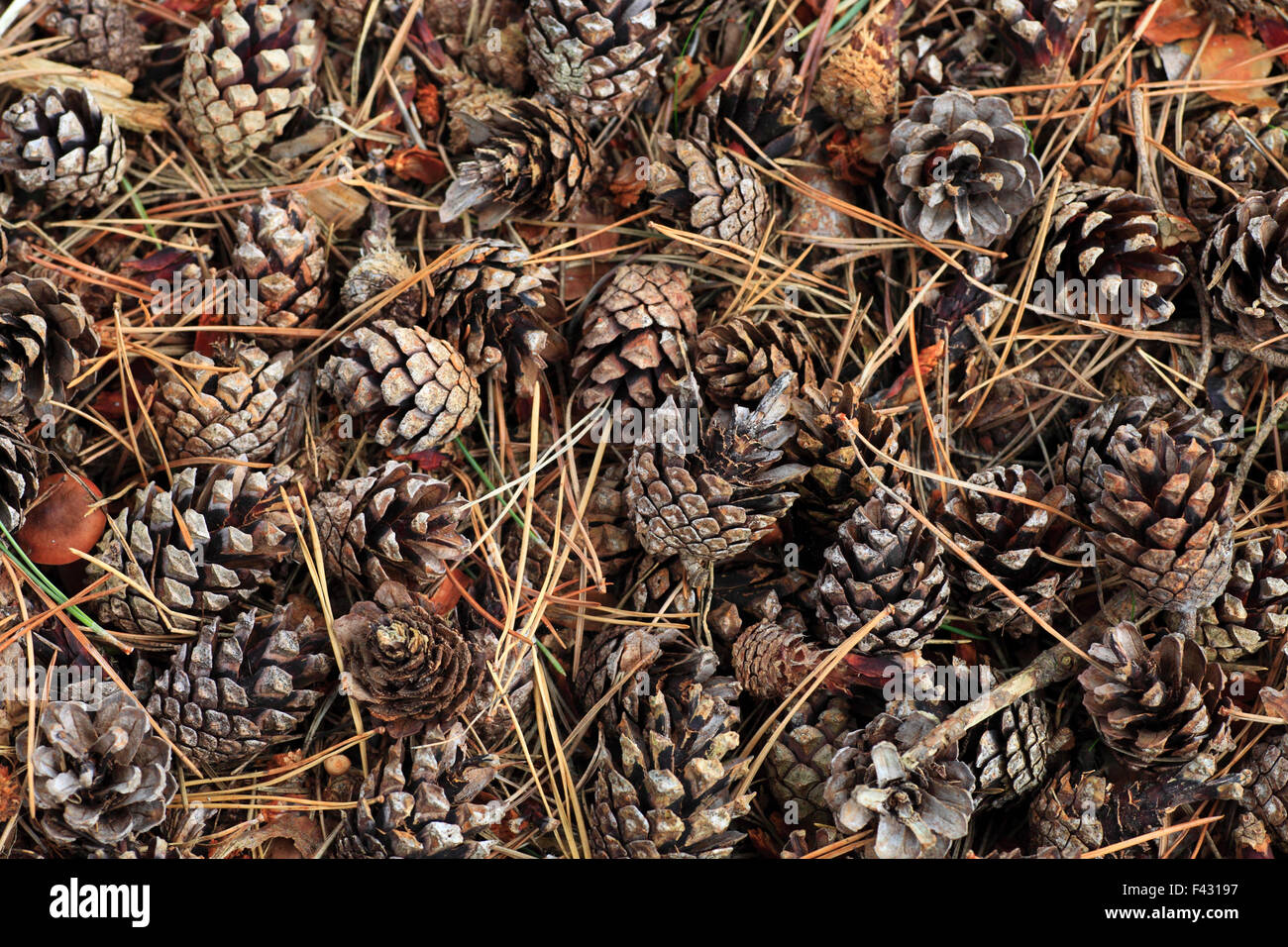 Pigne e aghi sul pavimento del Bosco in autunno. Foto Stock