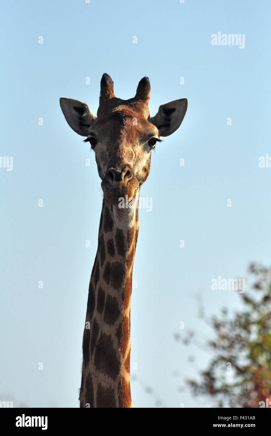 Giraffa Foto Stock